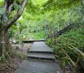 五指山热带雨林栈道