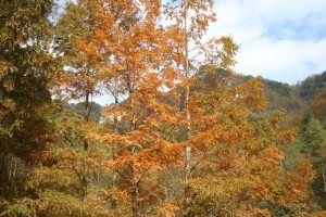 光雾山