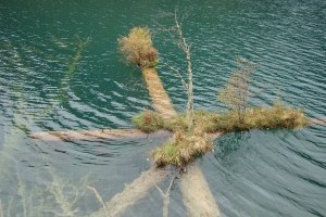 箭竹海