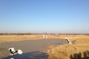 向海湿地