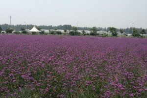 紫海蓝山薰衣草庄园