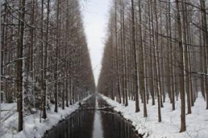 宝应湖国家湿地公