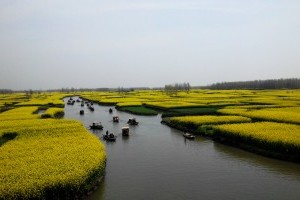 兴化油菜花