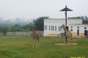 合肥野生动物园