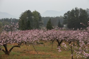 五里村