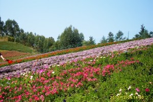 十里蓝山