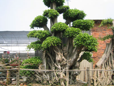 百花村