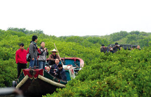 红树林