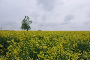 棉船油菜花