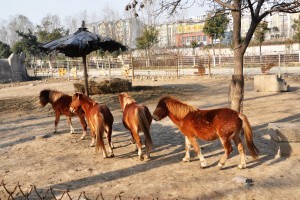 跑马岭野生动物园