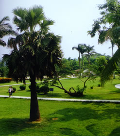 湛江热带植物园