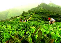 凌云茶山金字塔