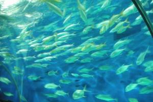 长江水族世界